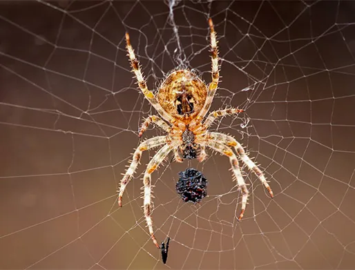 Dedetização de Aranhas em Pindamonhangaba